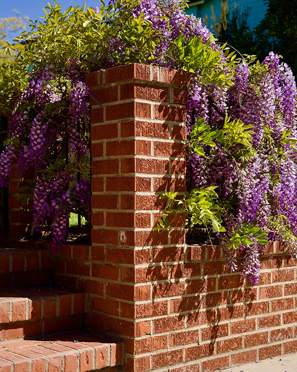 Red brick garden wall covered in wisteria